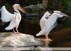 Pelikangeschichten - in den Schnabel gelegt